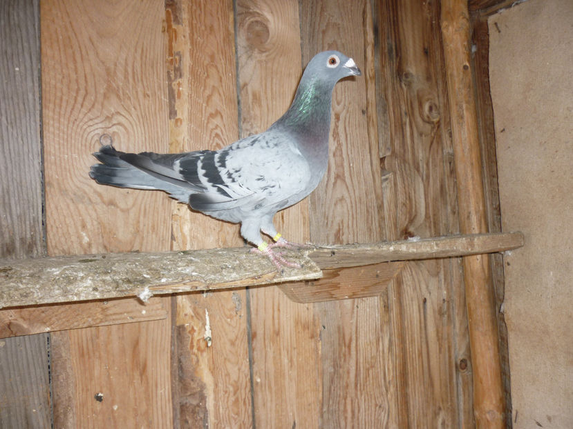 P1170377 - Tineret 2017