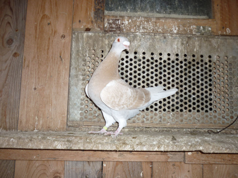 P1170380 - Tineret 2017