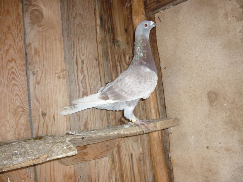 P1170388 - Tineret 2017