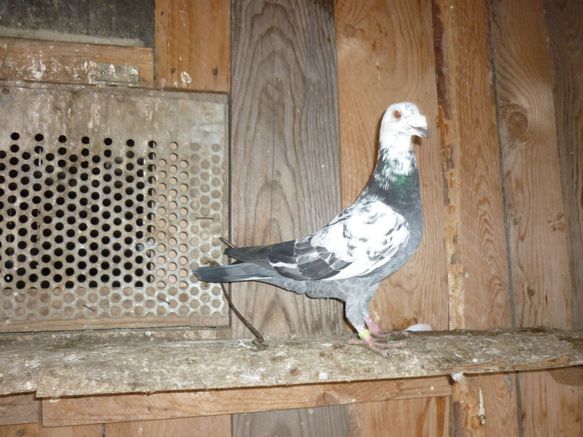 P1170394 - Tineret 2017