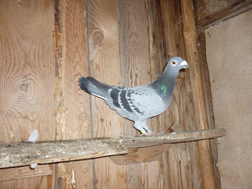 P1170400 - Tineret 2017