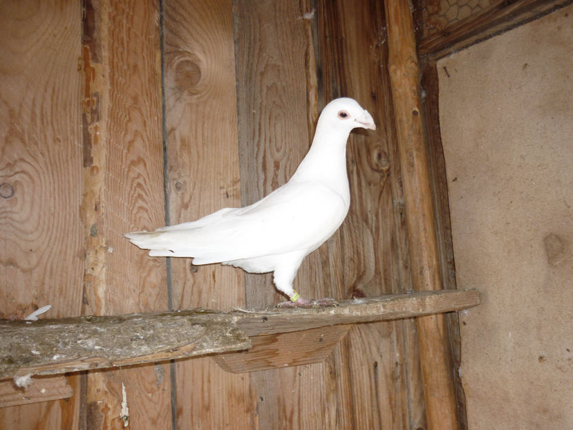 P1170405 - Tineret 2017