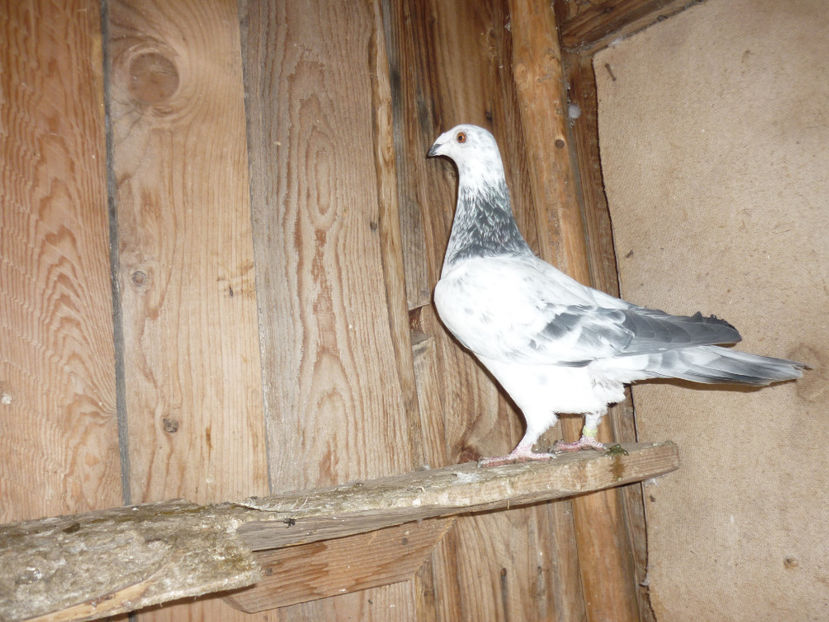 P1170432 - Tineret 2017