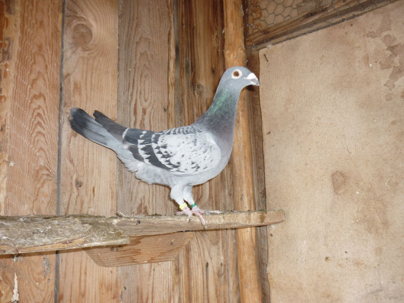 P1170461 - Tineret 2017