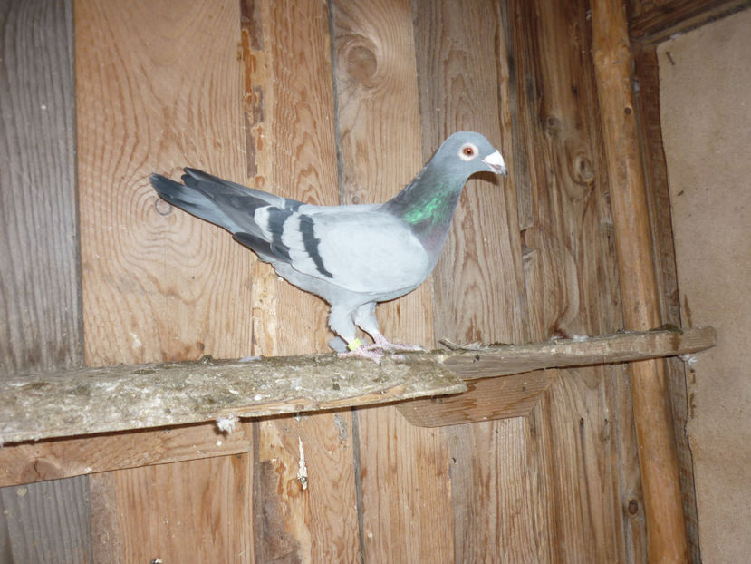 P1170468 - Tineret 2017