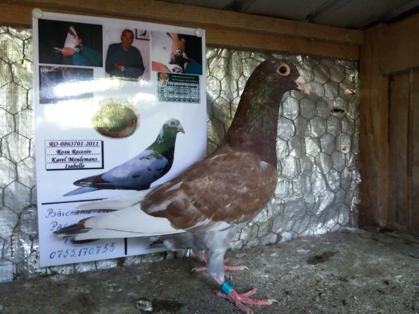  - Meulemans de vanzare