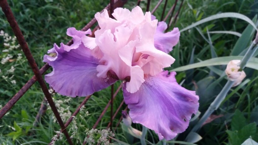 Poem of Ecstasy - Irisi intermedia si inalti 2017