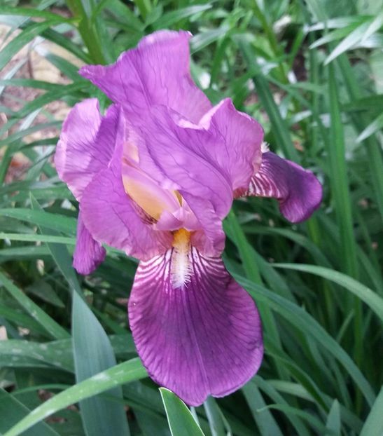 20170514_155613-1 - Irisi intermedia si inalti 2017