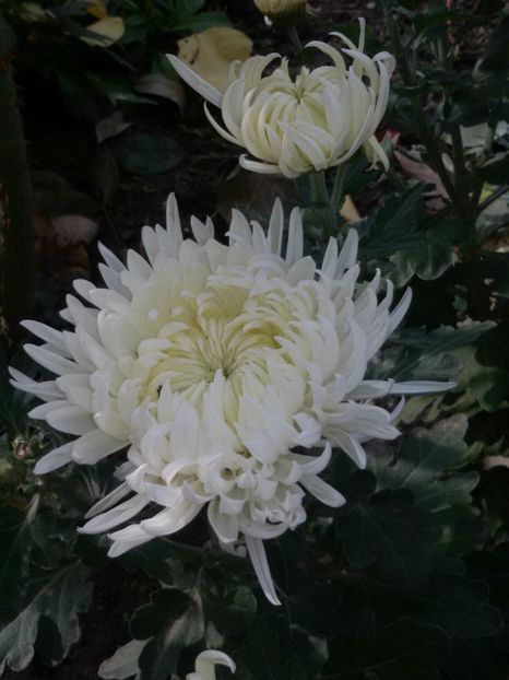 IMG-20171026-WA0001 - Crizanteme 2017