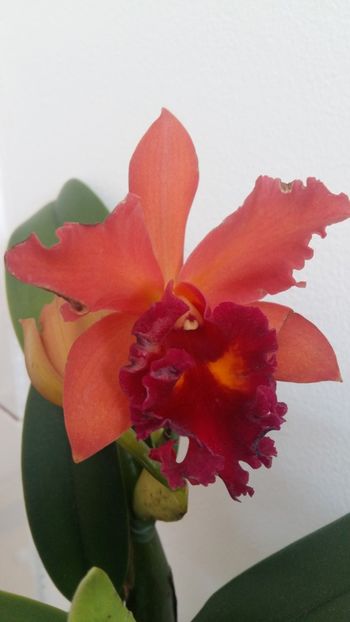  - Cattleya-Epicattleya-Laelia