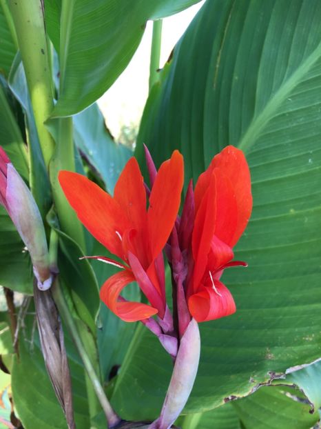 Canna - Alte flori 2017