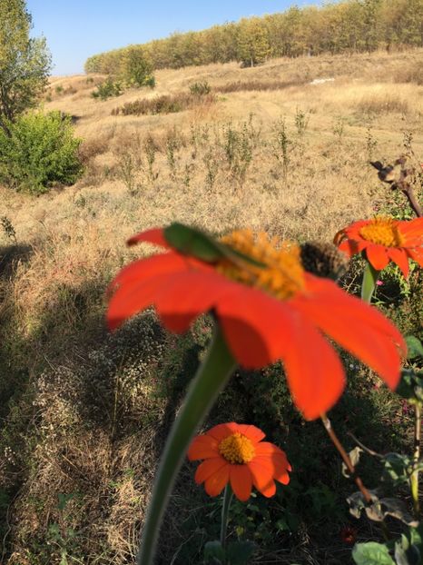 Titonie - Alte flori 2017