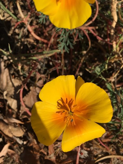 Mac - Alte flori 2017