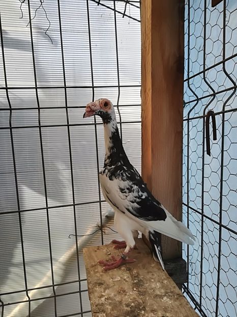  - INSTANTANEE KARRIER