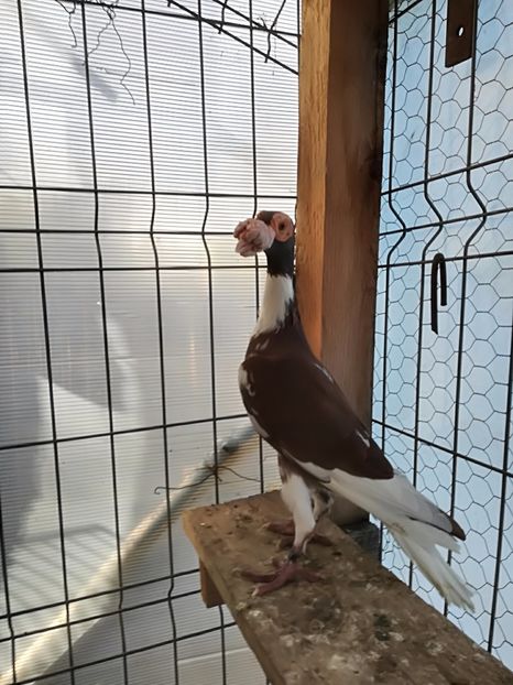  - INSTANTANEE KARRIER