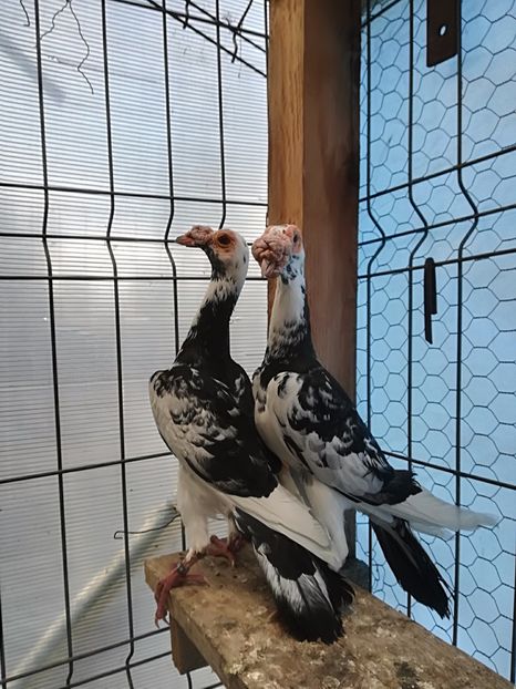  - INSTANTANEE KARRIER