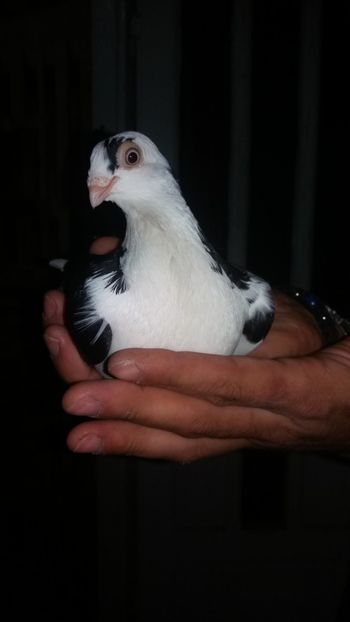  - Vand galateni pe negru!!!!!