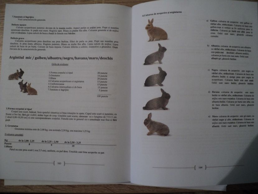  - Standard romanesc pentru iepuri de rasa