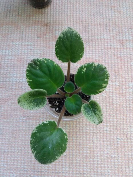 26 oct - Buckeye Saucy Irish