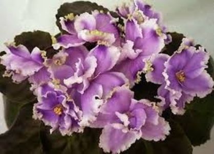 LE Legkaya Grust poza net - ZZ LE Legkaya Grust- LE Light Melancholy