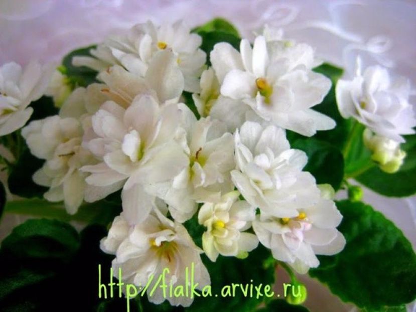 Senk's Alchemy Parakeet poza net - ZZ Senk s Alchemy Parakeet