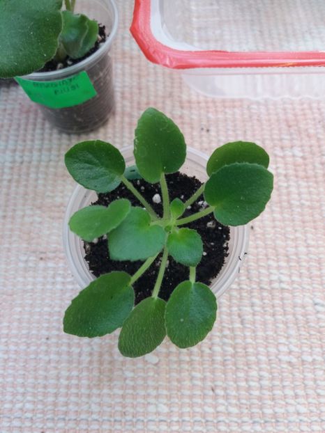 26 oct - ZZ Senk s Alchemy Parakeet