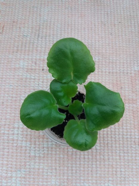 26 oct - ZZ LE Fuksijevoje Kruzevo sport