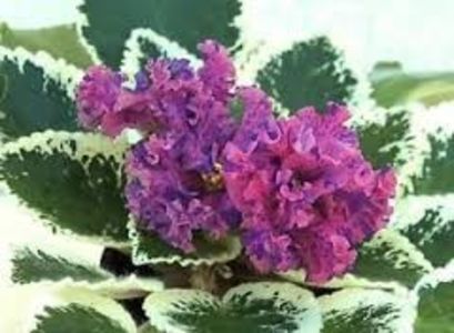 LE Astreja poza net - LE Astreja