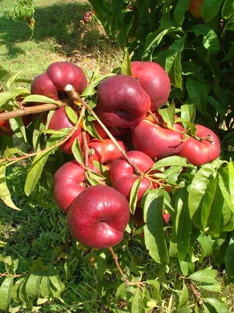 Platimoon - nectarin PLATIMOON --- plat