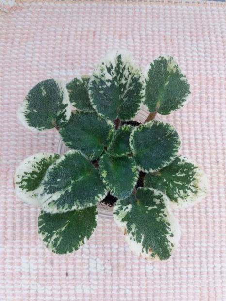 26 oct - ZZ Ian Bokal