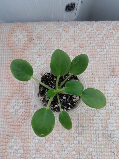 26 oct - Alans White Feather