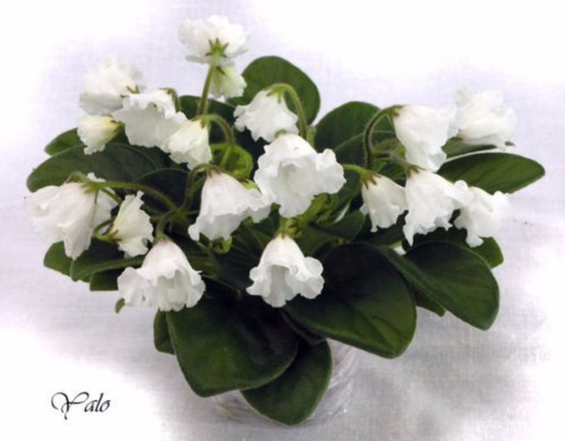 Alans White Feather poza net - Alans White Feather