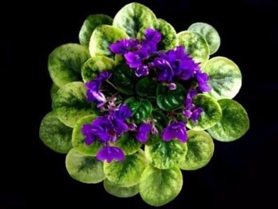 Robs Denim Demon - ZZ Rob s Denim Demon