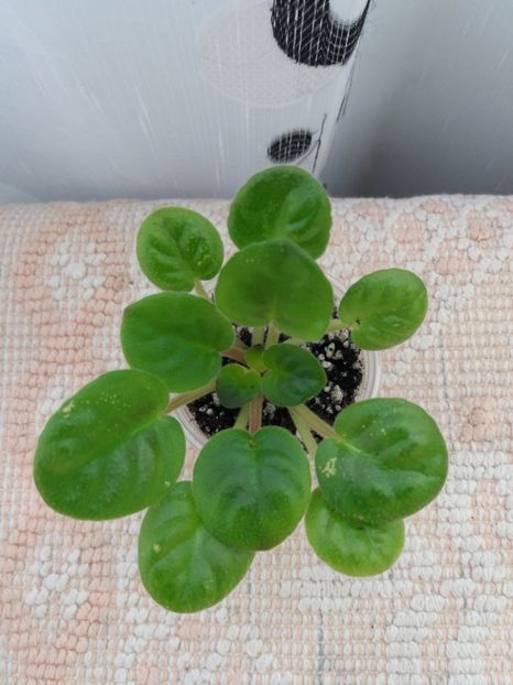 26 oct (36) - ZZ Rob s Denim Demon