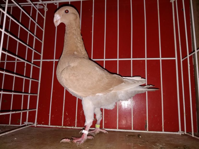 femela 2017 - e-tineret 2017