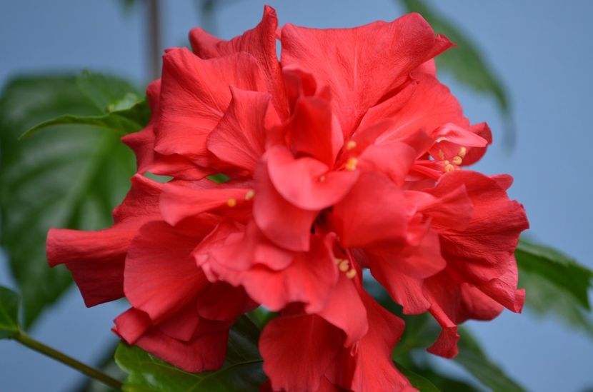  - dragostea  de natura