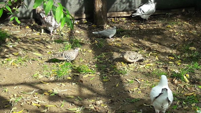  - PORUMBEI ARIPA DE BRONZ