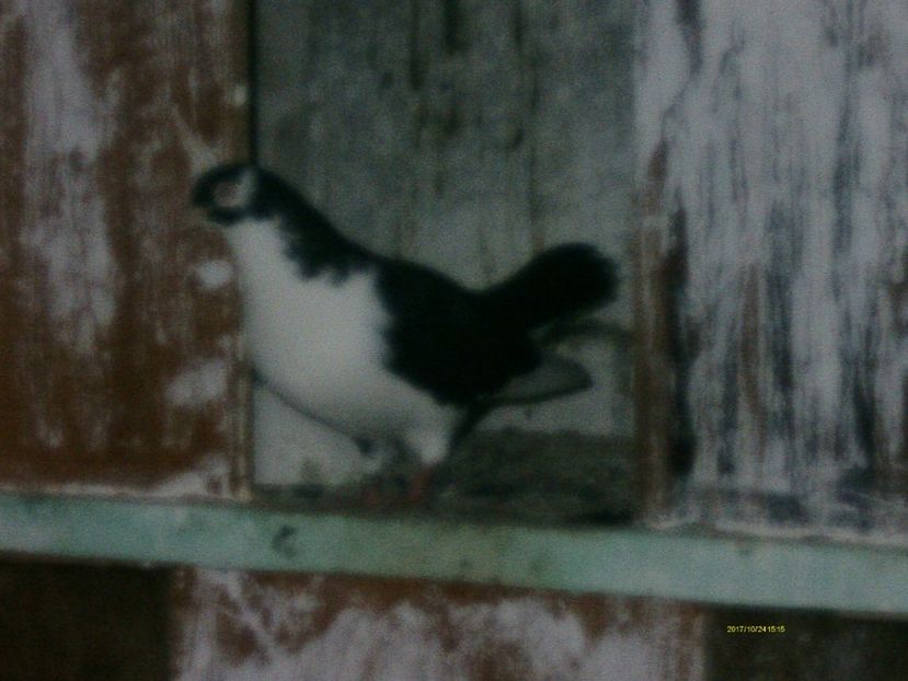  - galateni matca 2017