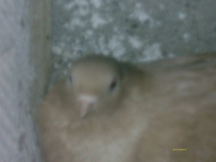  - galateni matca 2017