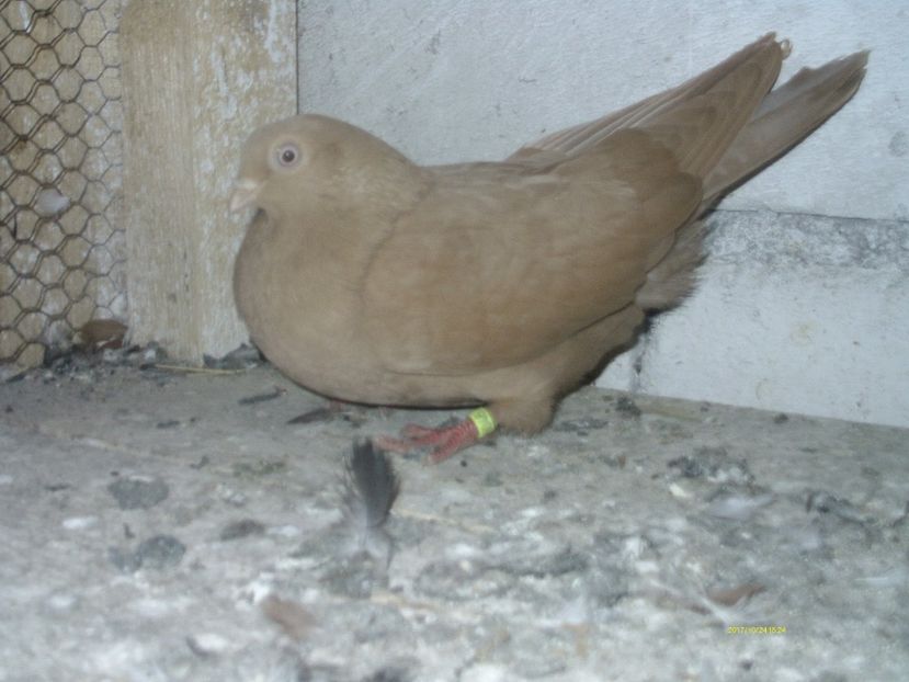  - galateni matca 2017