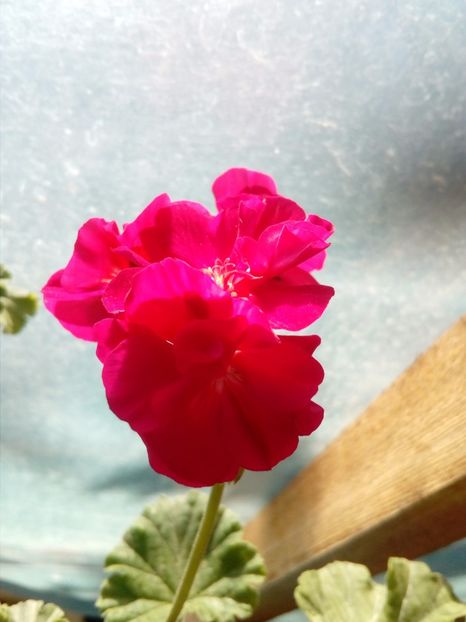  - plante de interior