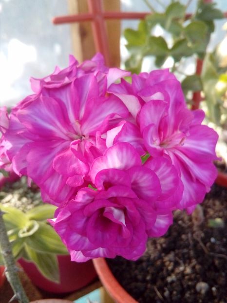  - plante de interior