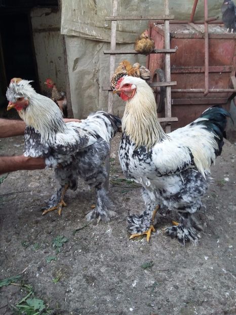  - 00 De vanzare gaini 2018