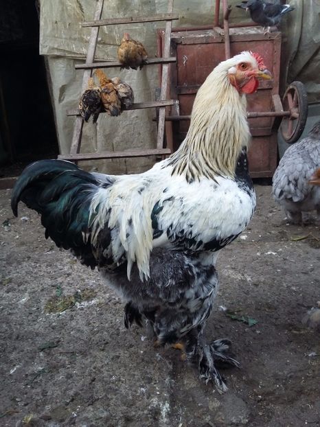  - 00 De vanzare gaini 2018