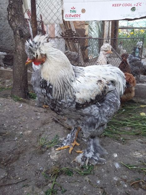  - 00 De vanzare gaini 2018