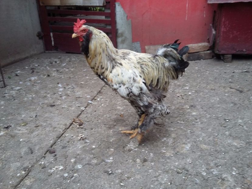  - 00 De vanzare gaini 2018