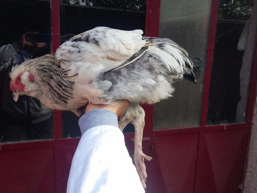  - 00 De vanzare gaini 2018