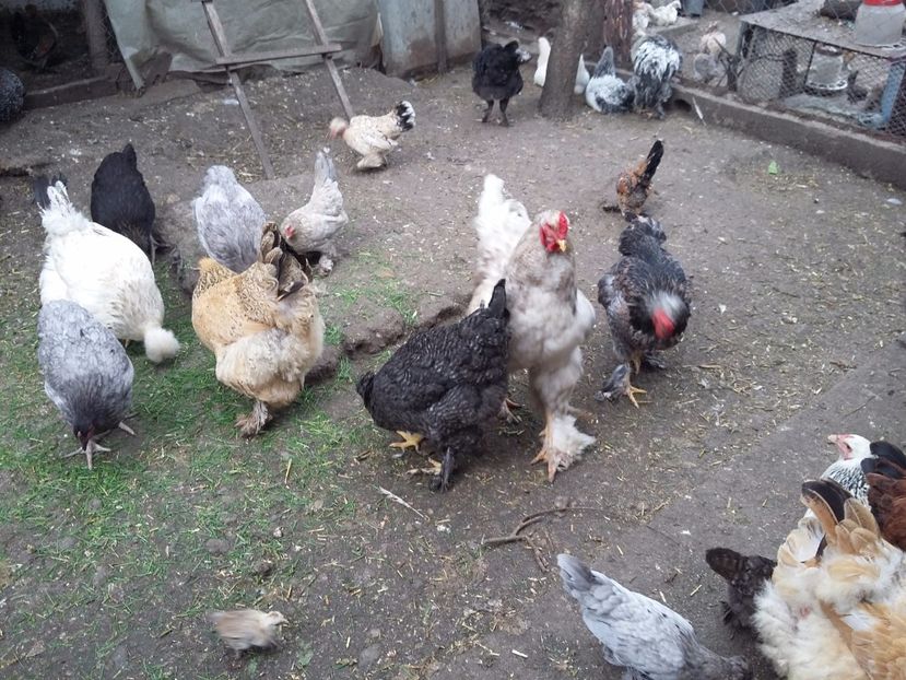  - 00 De vanzare gaini 2018