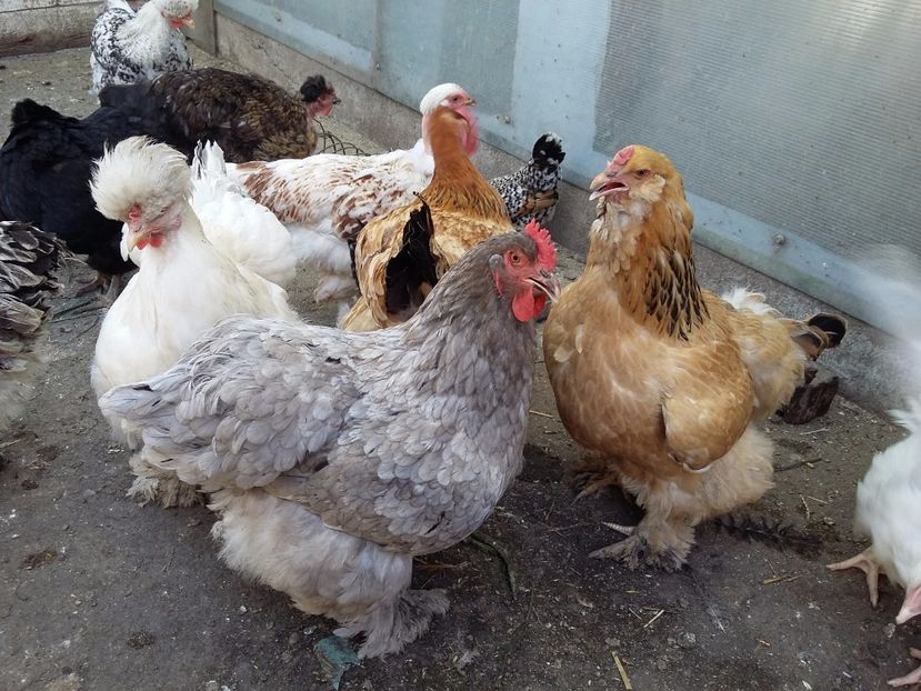  - 00 De vanzare gaini 2018