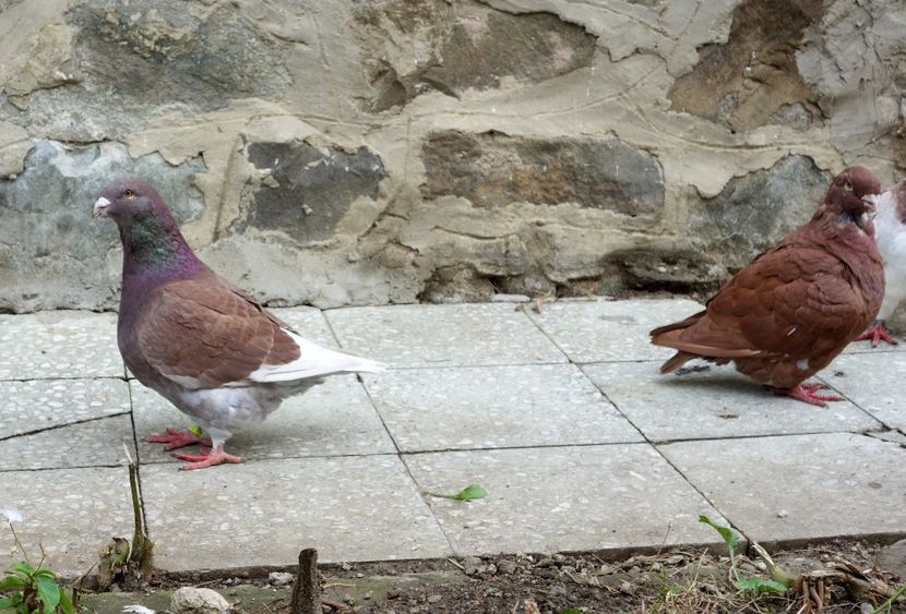  - Voiajori Americani 2017